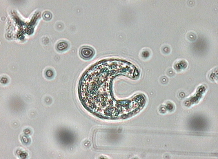 Dictyocha speculum
